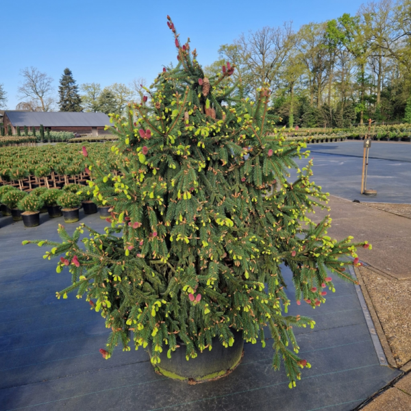 Picea abies Acrocona