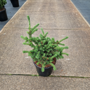 Picea pungens Luckey Strike