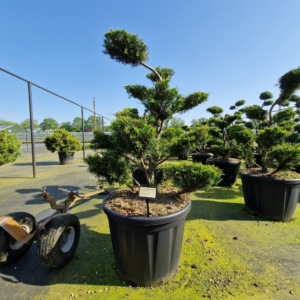 Juniperus x pfitzeriana 'Mint Julep'