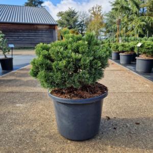 Pinus Sherwood Compact