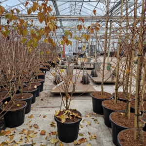 Cornus kousa 'China Girl'