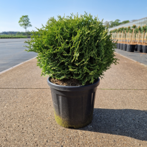 Ilex crenata Dark Green