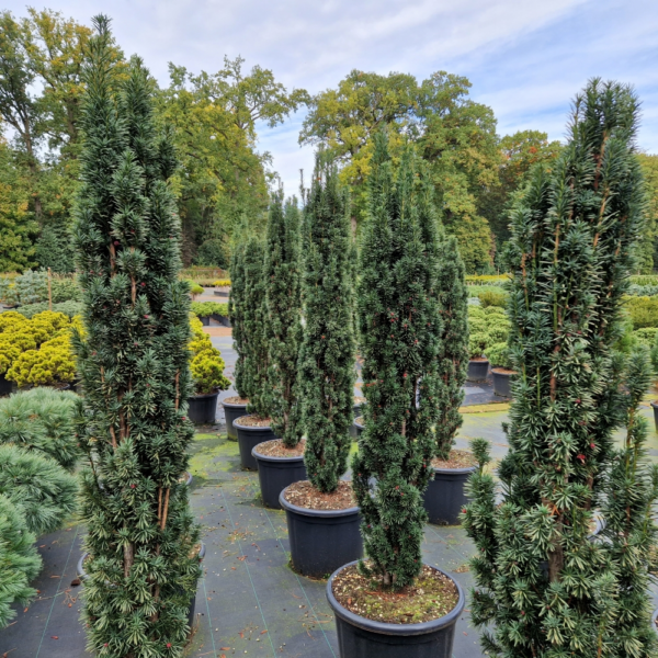 Taxus baccata 'Fastigiata Robusta'