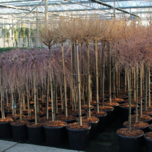 Larix decidua 'Kornik'