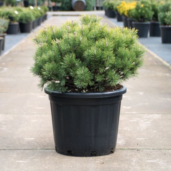 Pinus mugo 'Mops'