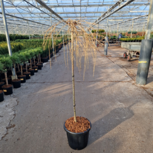 Thuja plicata 'Whipecord'