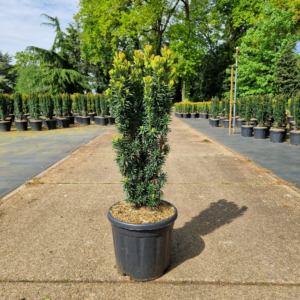 Taxus baccata 'David'