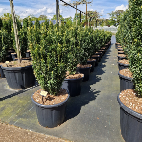 Cephalotaxus harringtonii 'Fastigiata'