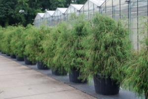 Thuja occidentalis Filiformis