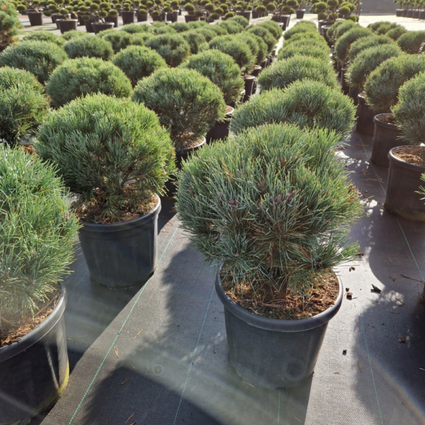 Pinus sylvestris 'Watereri'