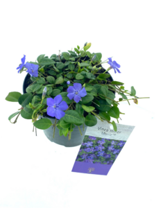 Vinca minor Marie