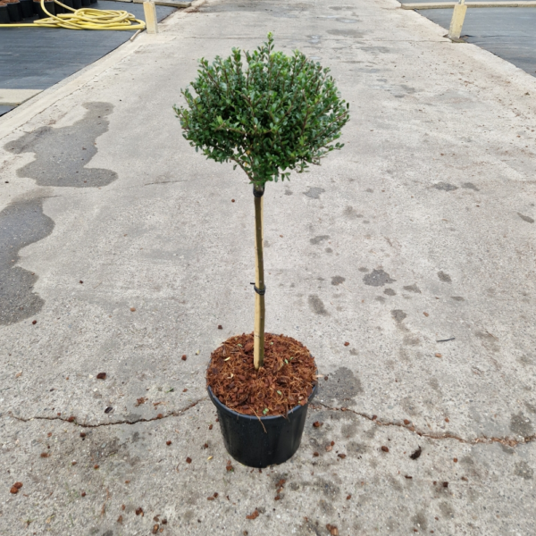 Ilex crenata 'Glorie Dwarf'