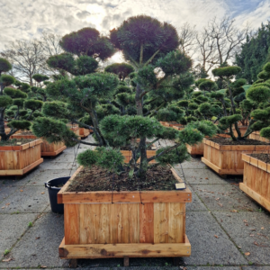 Pinus mugo 'Gnom'