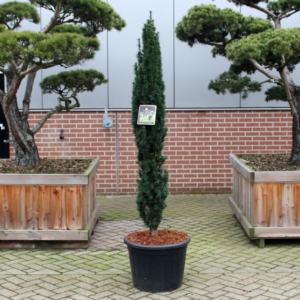 Taxus baccata 'Fastigiata Robusta'