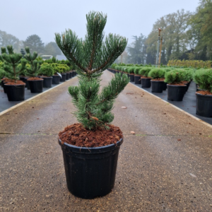 Pinus nigra Oregon Green