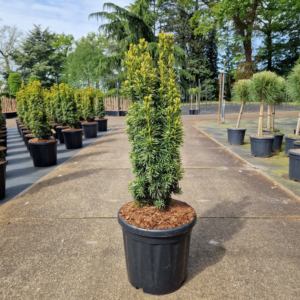 Taxus baccata 'David'