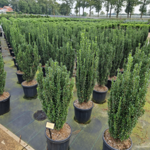 Ilex crenata 'Fastigiata'