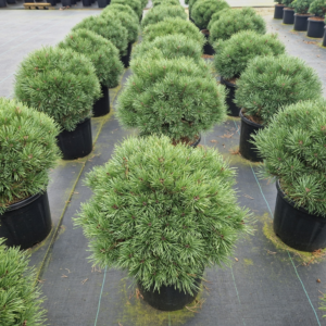 Pinus sylvestris Sandringham