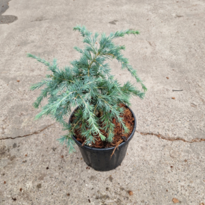 Cedrus deodara Feeling Blue