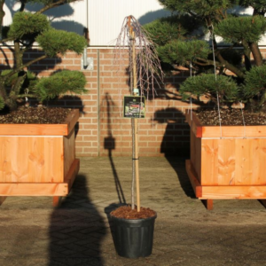 Larix kaempferi 'Stiff Weeper'