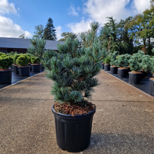 Pinus parviflora 'Negishi'