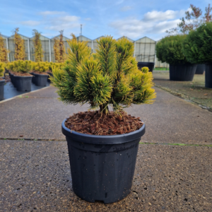 Pinus mugo Carstens Wintergold