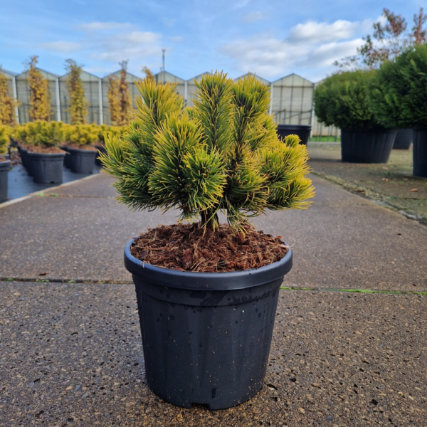 Pinus mugo Carstens Wintergold