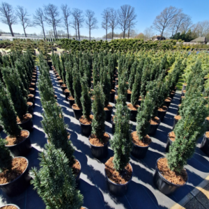 Taxus baccata 'Fastigiata Robusta'