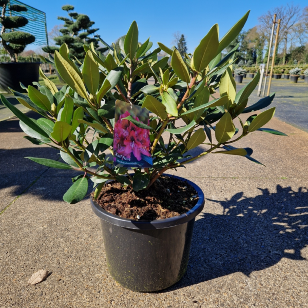 Rhododendron (T) Karl Naue