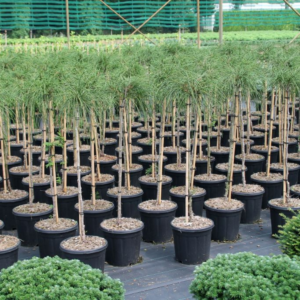 Thuja plicata 'Whipecord'