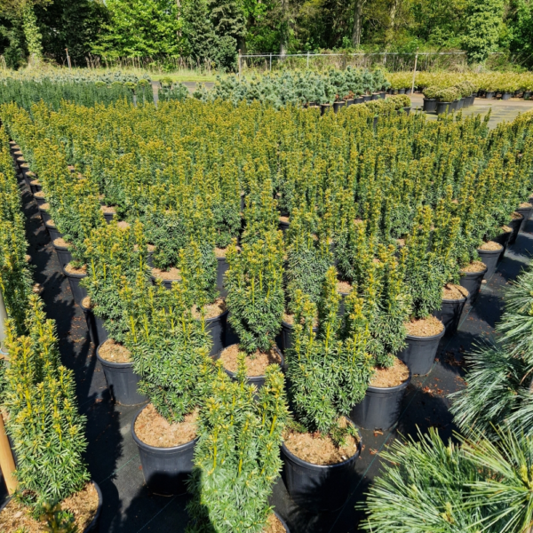 Taxus baccata 'David'