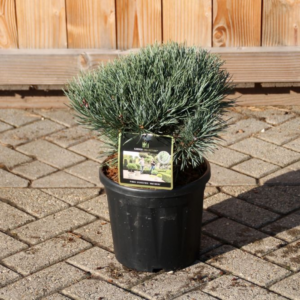 Pinus sylvestris 'Watereri'