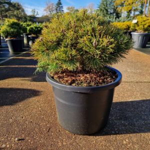 Pinus mugo 'Ophir'