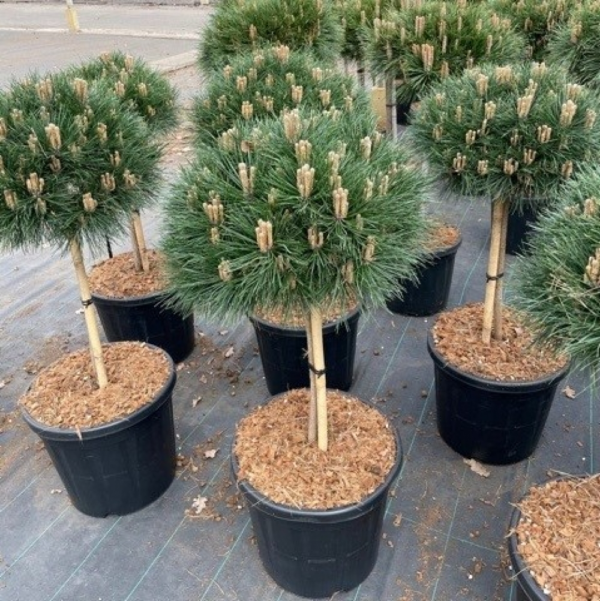 Pinus nigra Bambino