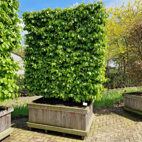 Parrotia persica Persian Spire