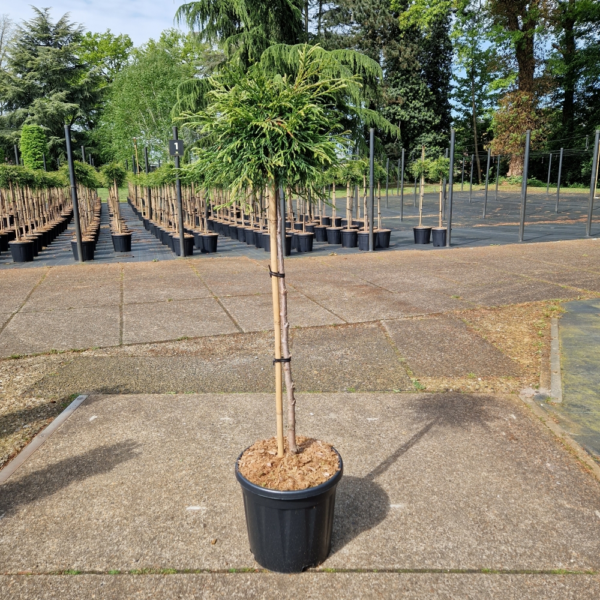 Thuja plicata Kagers Beauty