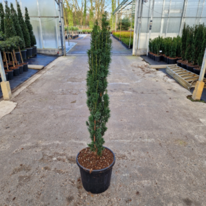 Taxus baccata 'Fastigiata Robusta'