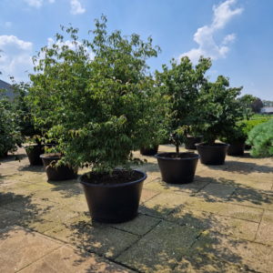 Cornus kousa var. chinensis