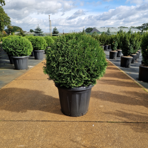 Thuja occidentalis 'Tiny Tim'