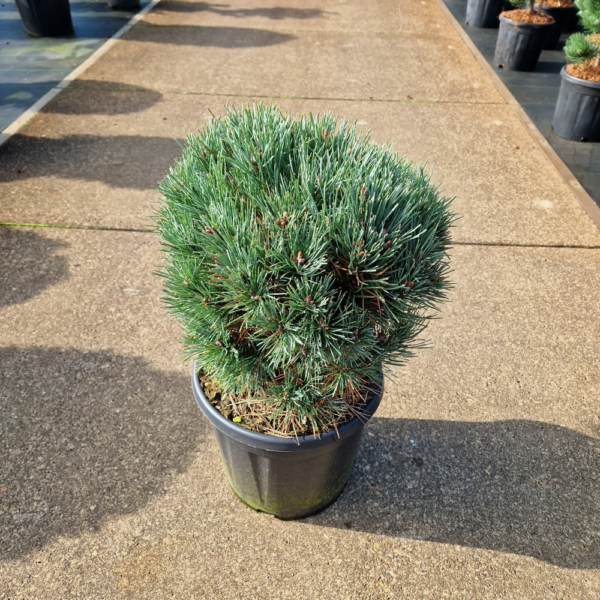 Pinus sylvestris 'Watereri'