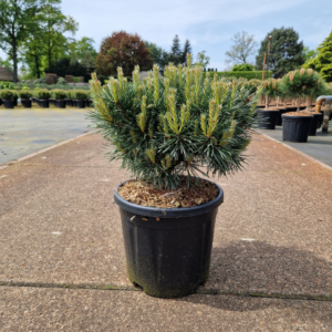 Pinus sylvestris Chantry Blue