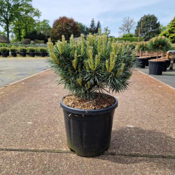 Pinus sylvestris Chantry Blue