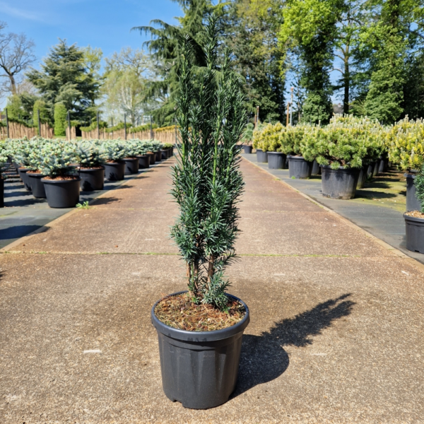 Taxus baccata 'Fastigiata Robusta'