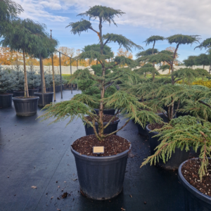 Juniperus communis 'Green Carpet'