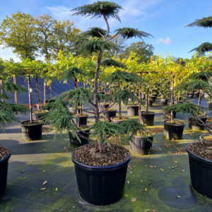 Juniperus communis 'Green Carpet'