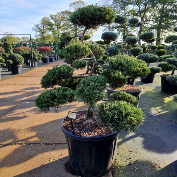 Juniperus sabina Rockery Gem