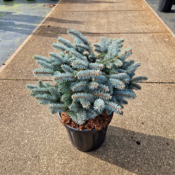 Picea pungens 'Glauca Globosa'