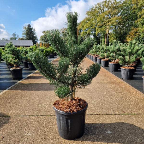 Pinus nigra Oregon Green