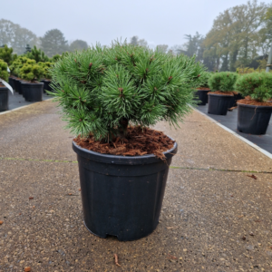 Pinus sylvestris Sandringham