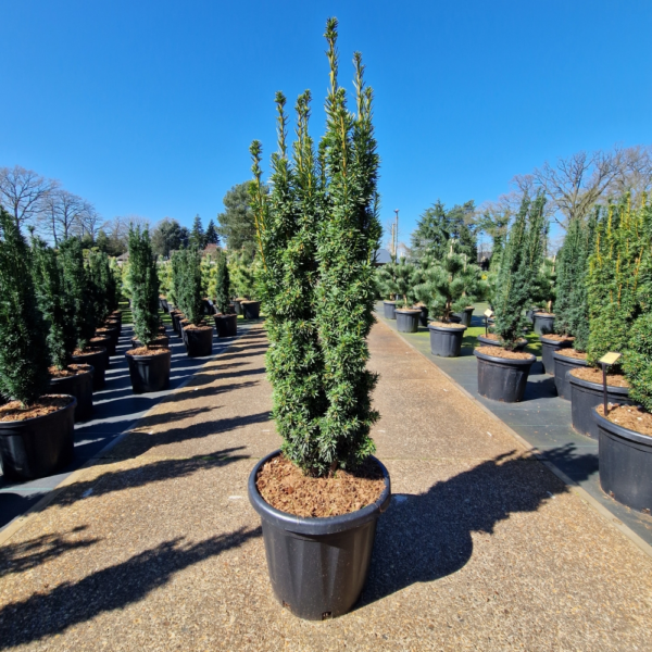 Taxus baccata 'David'